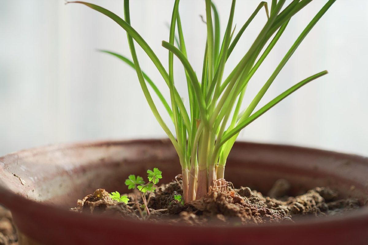 Potager urbain durable sur balcon ou terrasse