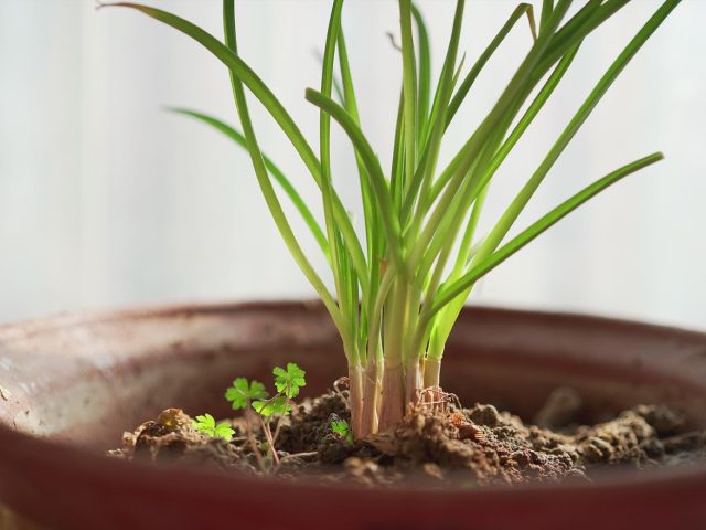 Potager urbain durable sur balcon ou terrasse